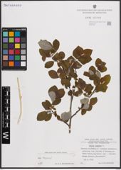 Foto von Salix caprea L.
